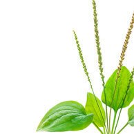 Skincare soap ingredient Plantain Extract or Plantago Lanceolata Known as Soldier’s Herb It is abundant in numerous bioactive compounds the most prominent of them being iridoid glycosides allantoin caffeic acid derivatives flavonoids terpenoids and tannins