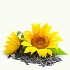 Our Bodybazaar skincare Soap ingredient Sunflower