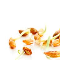 An active ingredient in many of our soaps, Wheat Germ Oil is a magnificent oil with superb moisturizing properties